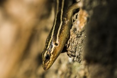 skink